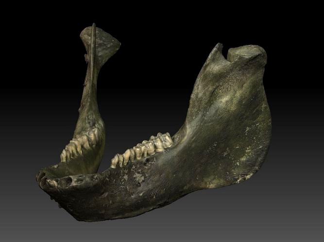 Pig Jaw Bone And Teeth Scan