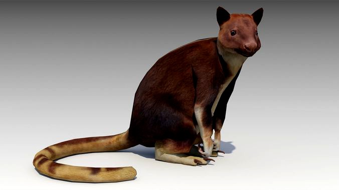 Tree-kangaroo