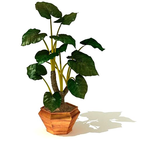 Leaf Pot Plant