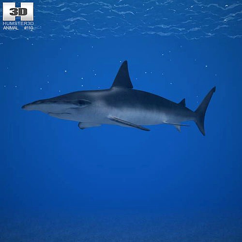 Smooth Hammerhead Sphyrna Zygaena