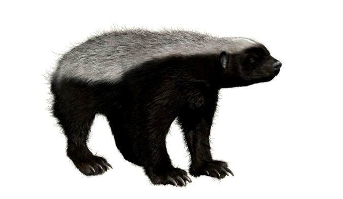 Honey badger with realistic fur