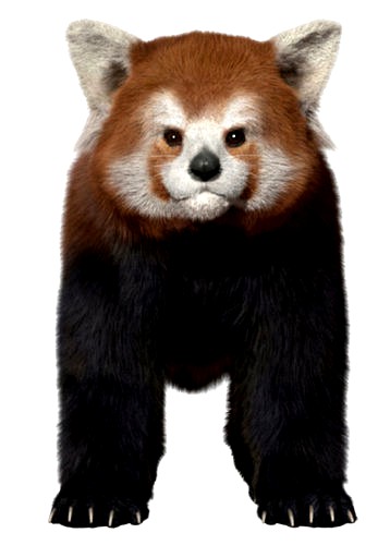 Red panda with realistic fur