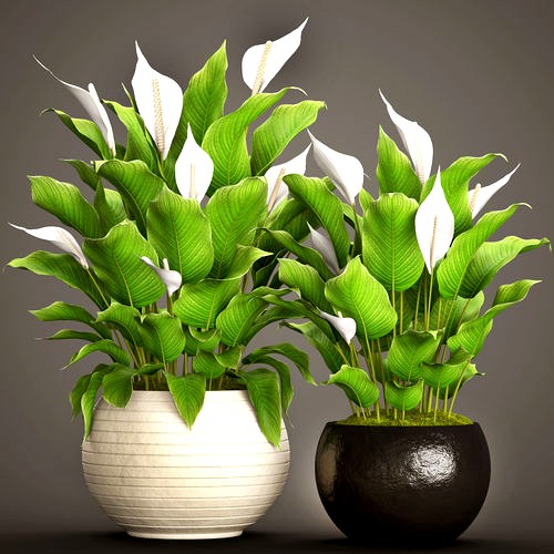 Spathiphyllum plant