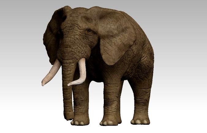 Brown Elephant