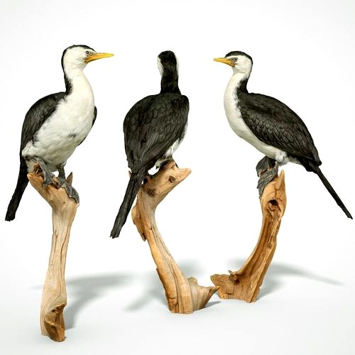 Pied Cormorant 3d  scanned bird