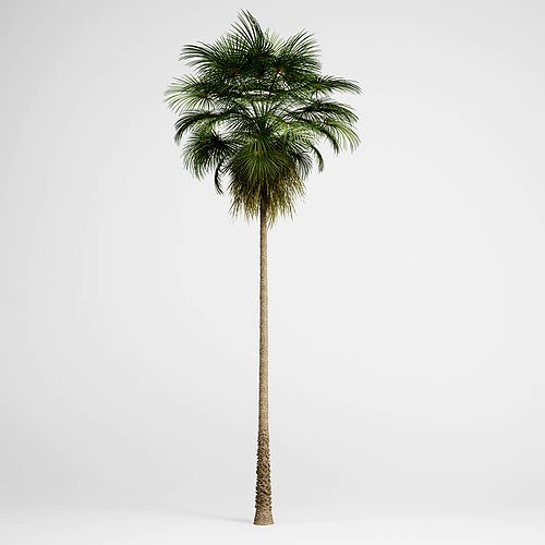 CGAxis Mexican Fan Palm 10