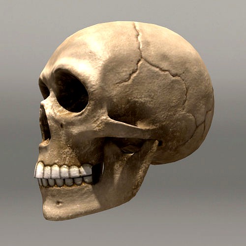 Skull