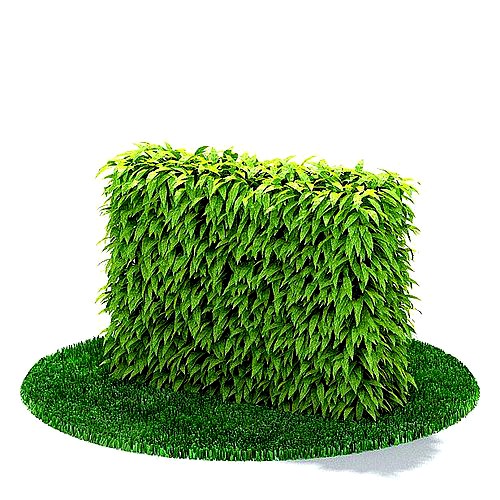 Green Hedge