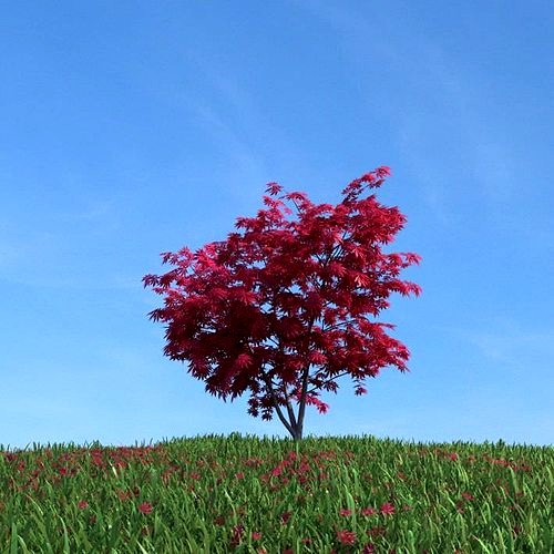 Red Leaf Tree