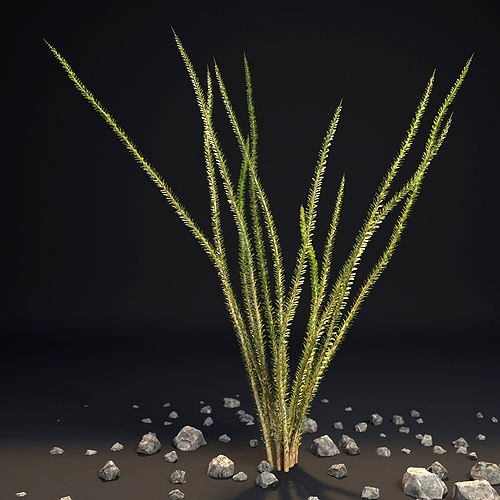 Ocotillo Desert Bush Fouquieria splendens