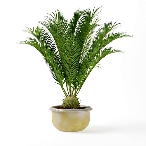 Potted Palm Plant