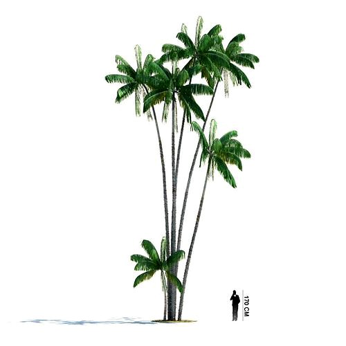 Tall Palm Trees
