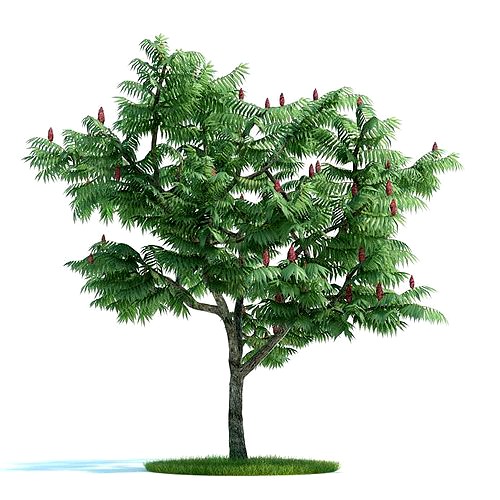 Green Tree With Red Flowers