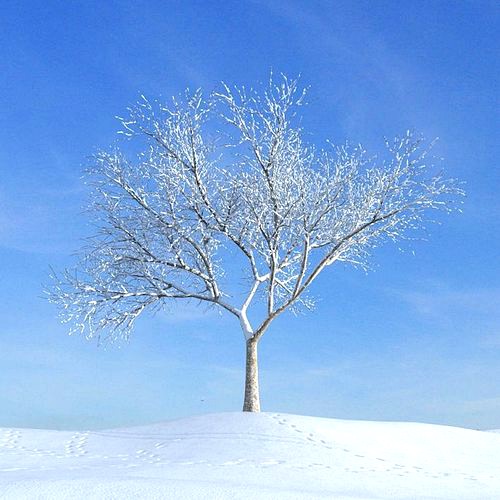 Bare Tree On A Snow Covered Hillside In The Winter