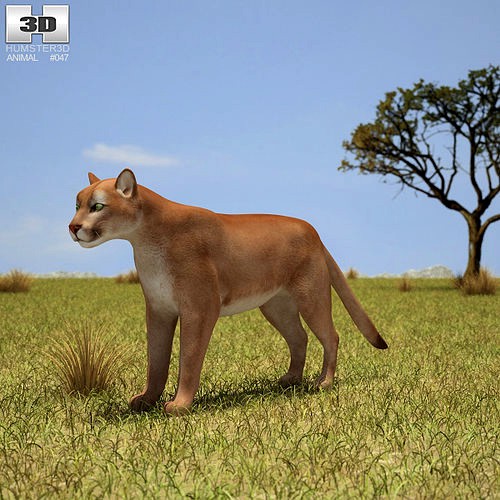 Cougar Puma Concolor