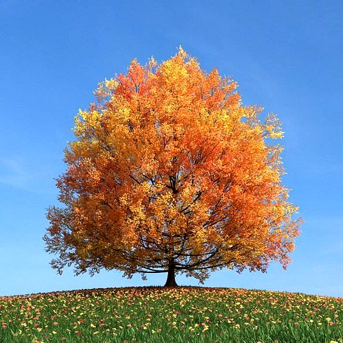 Tree In Fall