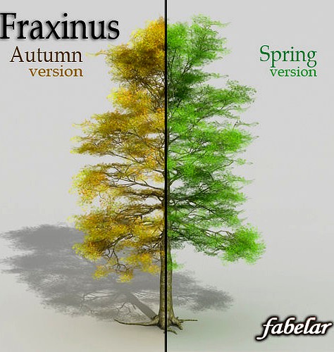 Fraxinus