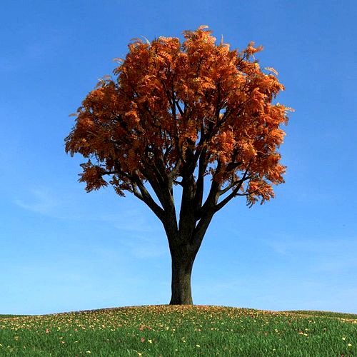 Mature Tree With All Leaves