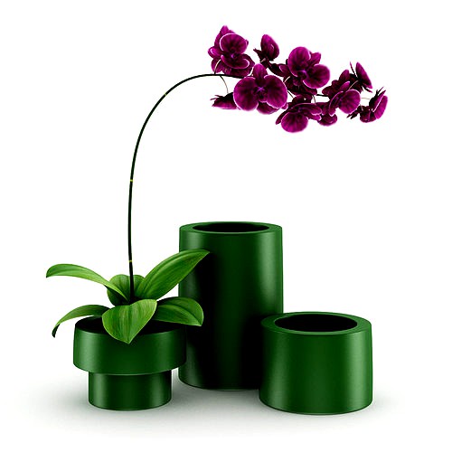 Purple Orchid