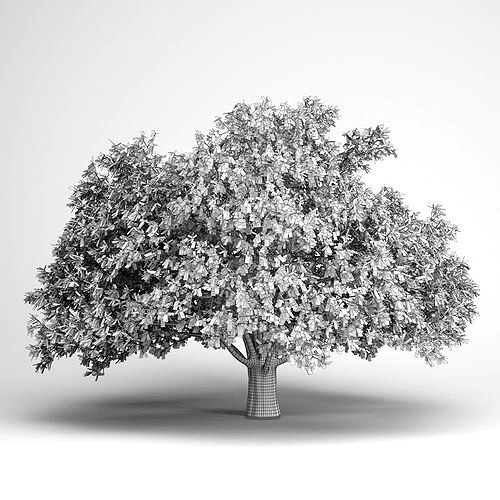 Persian Ironwood Tree 11
