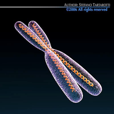 Chromosome with DNA