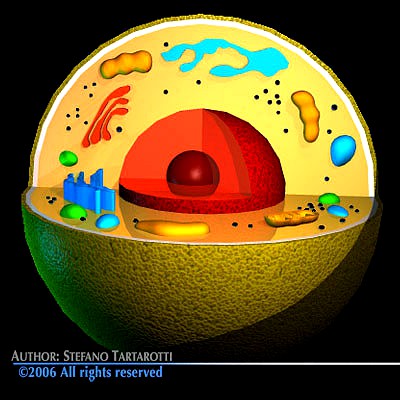 Cell cutaway