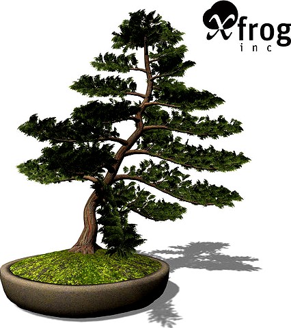 XfrogPlants Bonsai Hinoki Falsecypress