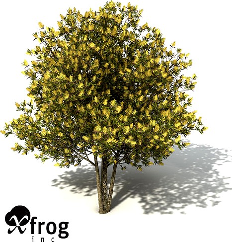 XfrogPlants Willow Bottlebrush