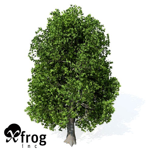 XfrogPlants Oriental Planetree