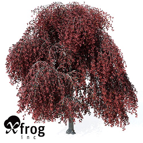 XfrogPlants Weeping European Beech