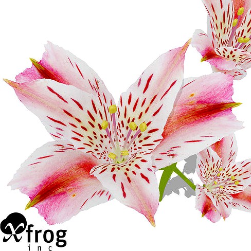 XfrogPlants Pink Tiger Lily