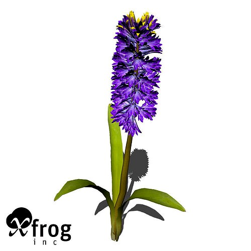 XfrogPlants Hyacinth