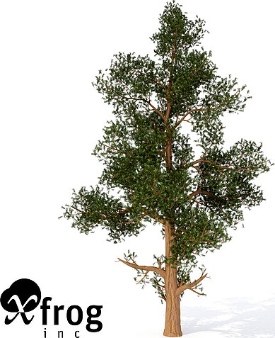 Western Juniper