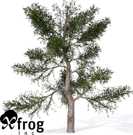 XfrogPlants Red Juniper
