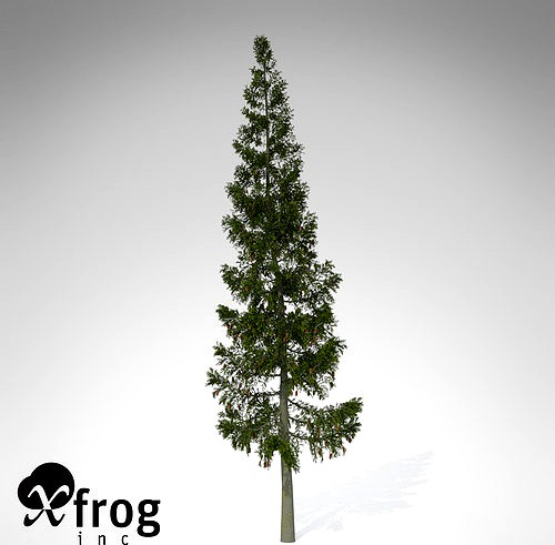 XfrogPlants Grand Fir