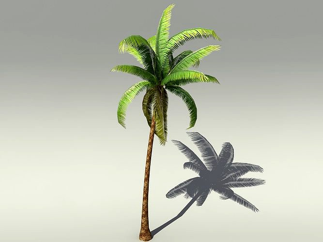 Palm tree