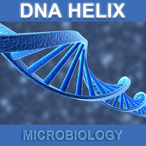 DNA Helix