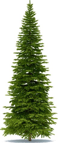 Spruce height 5 metre
