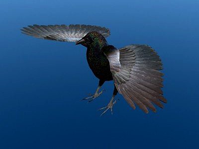 Crow Surfaced