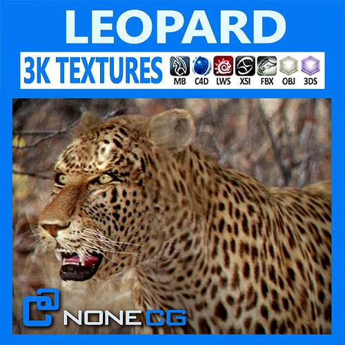 Leopard