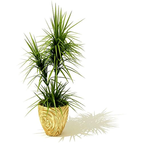 Grassy Potted Plant