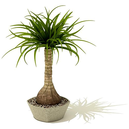 Indoor Palm Tree