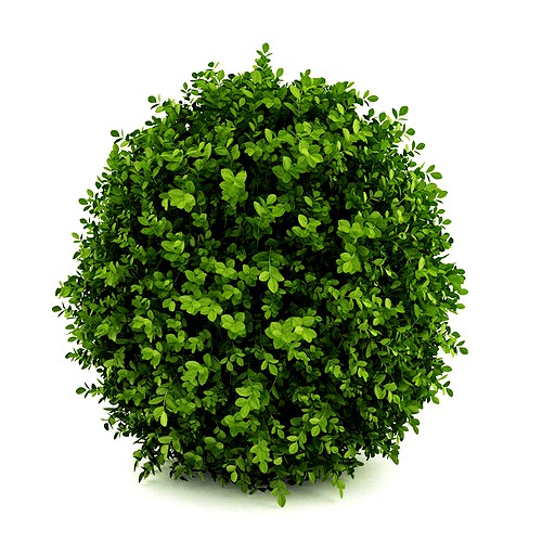 Dwarf English Boxwood