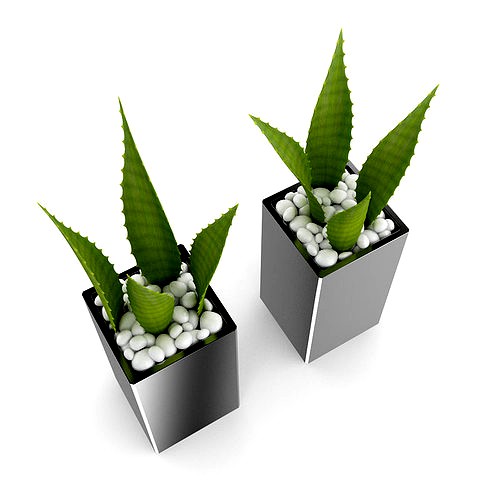 Double Aloe Plant