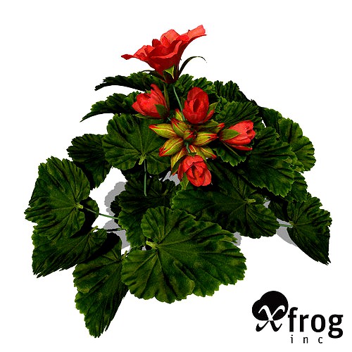 XfrogPlants Geranium