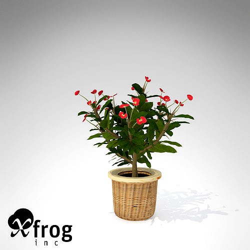 XfrogPlants Crown Of Thorns