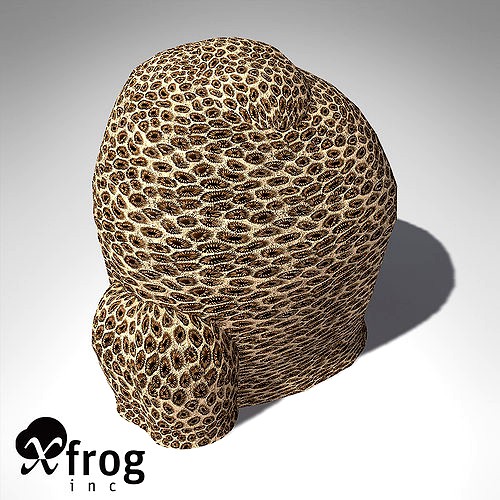 XfrogPlants Honeycomb Coral