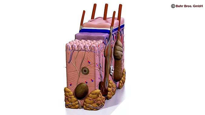 Skin Anatomy