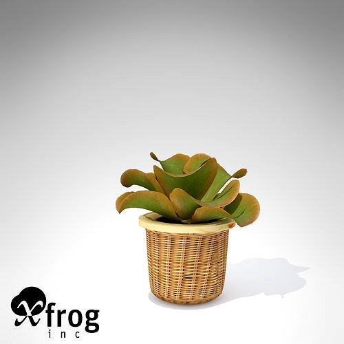 XfrogPlants Kalanchoe