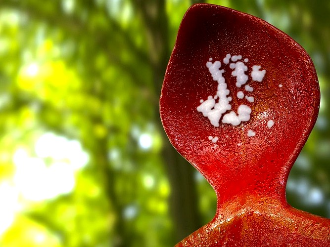 Carnivorous Plant